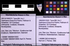 Foto (Objekt + Etiketten) von Gastrosacus limacurvus (Robins, Feldmann & Schweitzer, 2013) (NHMW-GEO-1990-0041-0303)